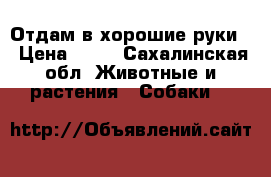 Отдам в хорошие руки. › Цена ­ 10 - Сахалинская обл. Животные и растения » Собаки   